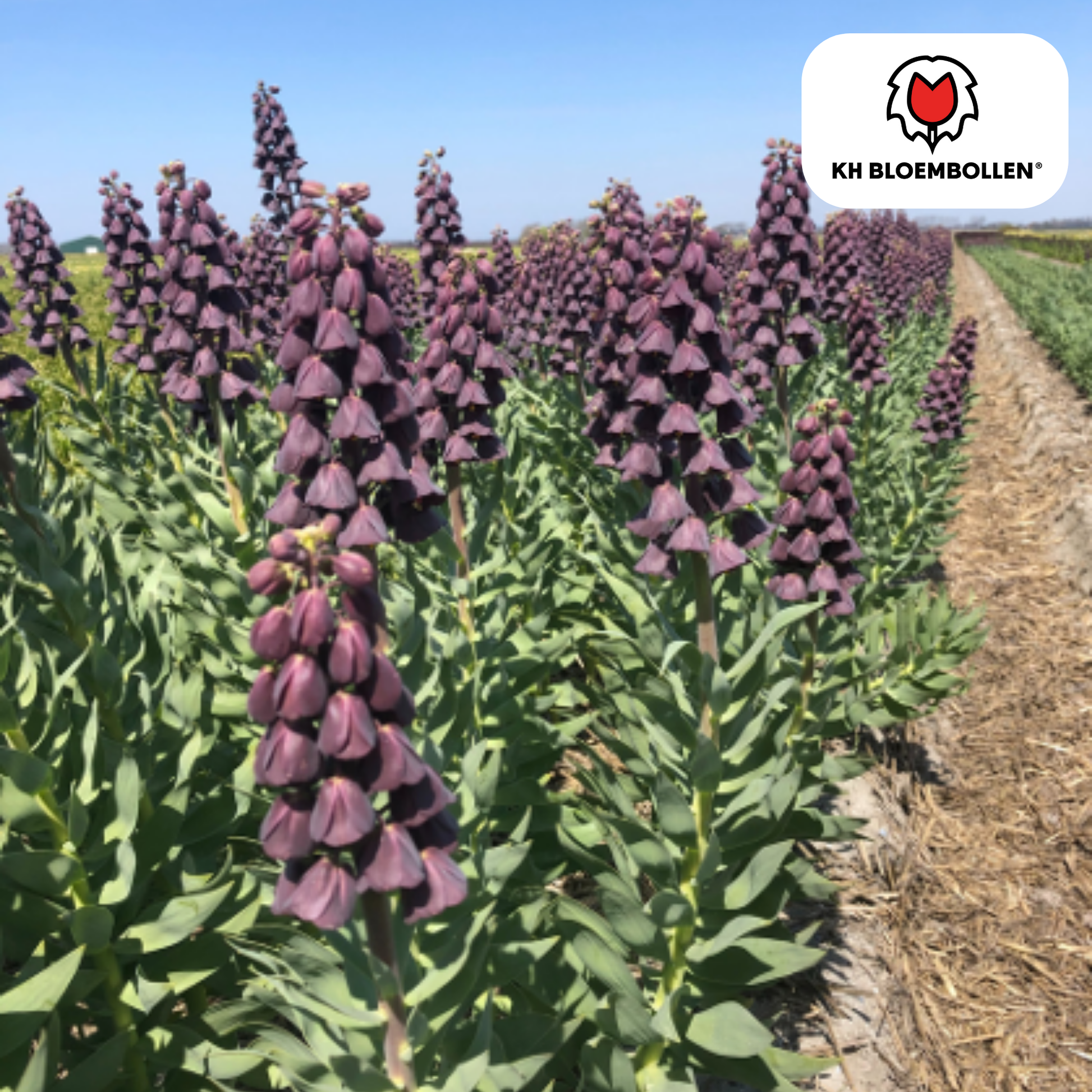Fritillaria imperialis 'Purple Favorite' – Kaiserkrone – 5 Blumenzwiebeln – ↕80-100cm – tief violett-purpur – imposante Frühlingsblüher & Rarität für den Garten 