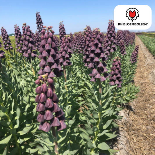 Fritillaria imperialis 'Purple Favorite' – Kaiserkrone – 5 Blumenzwiebeln – ↕80-100cm – tief violett-purpur – imposante Frühlingsblüher & Rarität für den Garten 