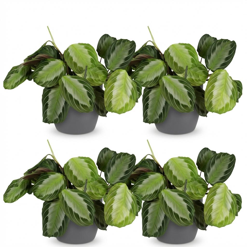 Green boutiQ - Zimmerpflanze - Maranta Fascinator Silverband - Gebetspflanze - Haustierfreundliche Pflanze - Grün - 4 Pflanzen - mit Potter Grau - Topf 12cm - Höhe 25cm 