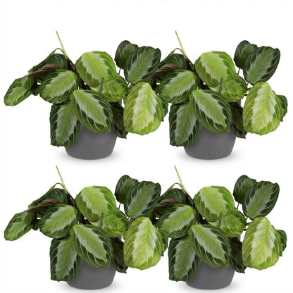 Green boutiQ - Zimmerpflanze - Maranta Fascinator Silverband - Gebetspflanze - Haustierfreundliche Pflanze - Grün - 4 Pflanzen - mit Potter Grau - Topf 12cm - Höhe 25cm 