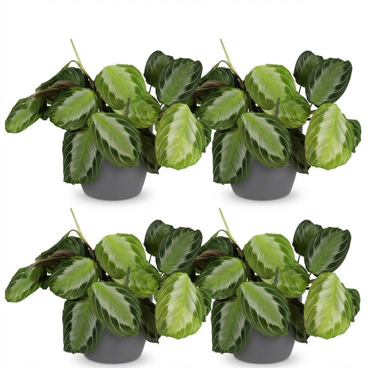 Green boutiQ - Zimmerpflanze - Maranta Fascinator Silverband - Gebetspflanze - Haustierfreundliche Pflanze - Grün - 4 Pflanzen - mit Potter Grau - Topf 12cm - Höhe 25cm 