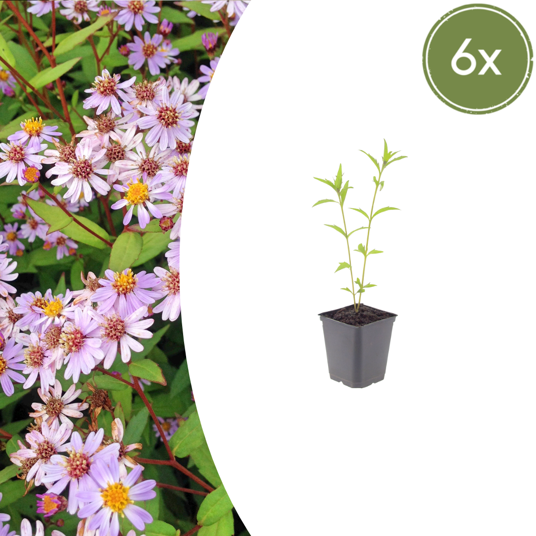 Kalimeris incisa Blue Star – 6 Pflanzen – Ø9cm – Höhe 10-25cm – Winterharte Staude – Hellblaue Blüten – Pflegeleicht für Beet, Steingarten & Naturgarten