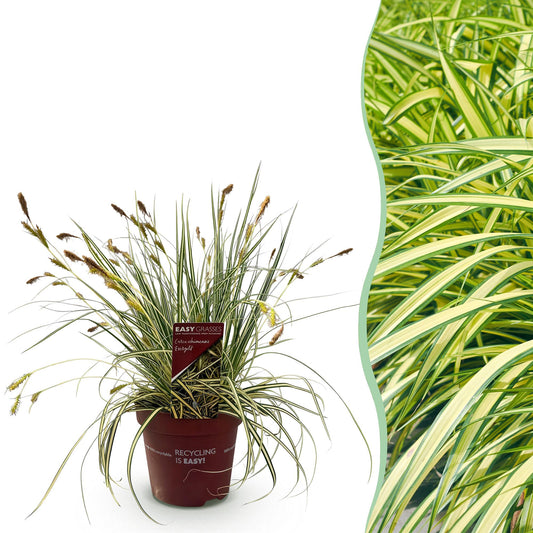 GreenboutiQ - Ziergräser - Carex oshimensis Evergold - Gelb & Grün - 1 Pflanze - Immergrün - Winterhart - Topf 17cm Höhe 50cm 