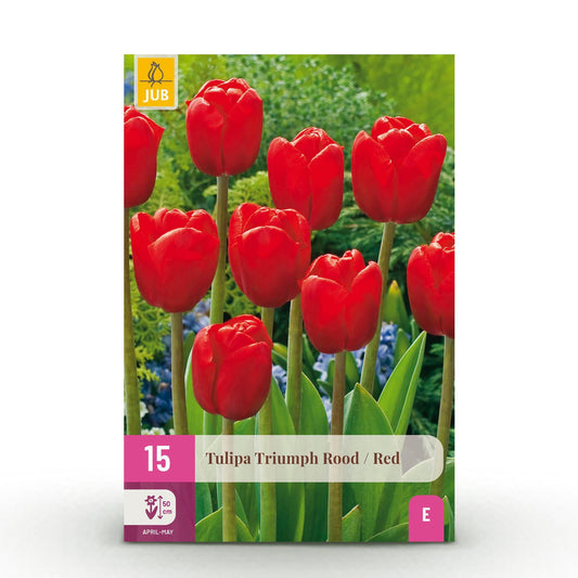 GreenboutiQ - Blumenzwiebeln - Tulp Triumph Red - Farbe Rot - 15 Stück - Zwiebelgröße 11/12 - XXL Pack 