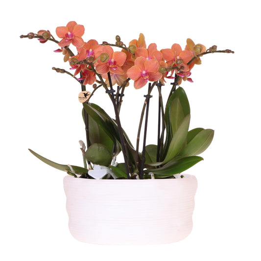 Orangenes Orchideenset – 3x Bolzano-Orchideen 9cm – Como Blumentopf mit Easy Watering System – Selbstbewässernd