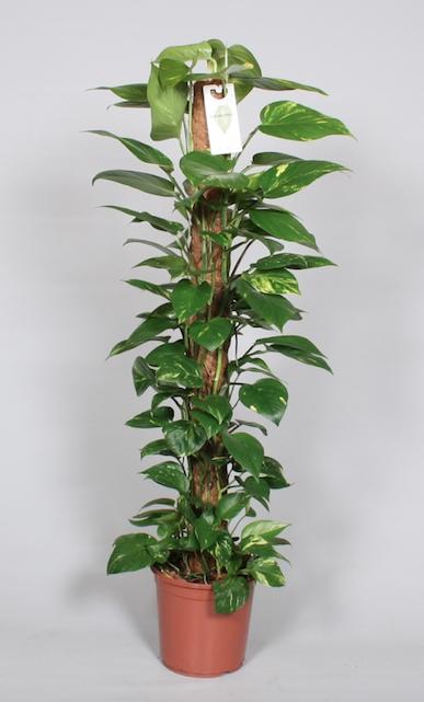 Epipremnum Pinnatum Mosstok 120cm Scindapsus - Ø24cm - ↕120cm 