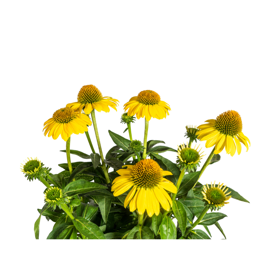 Echinacea purpurea Yellow – Gelber Sonnenhut – Ø 19 cm – Höhe 60–70 cm – Leuchtend gelbe Blüten – Für Beet & Staudenrabatte – Sonniger Standort – Pflegeleicht 