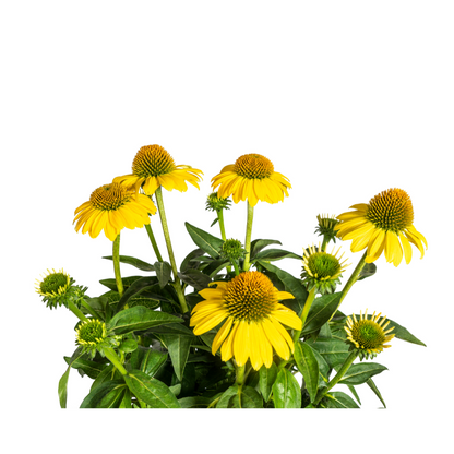 Echinacea purpurea Yellow – Gelber Sonnenhut – Ø 19 cm – Höhe 60–70 cm – Leuchtend gelbe Blüten – Für Beet & Staudenrabatte – Sonniger Standort – Pflegeleicht 