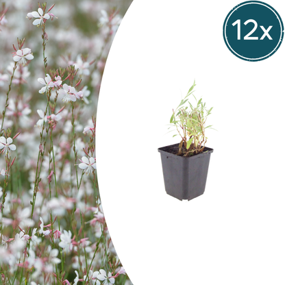 Gaura lindheimeri Prachtkerze – 12 Pflanzen – Ø9cm – Höhe 10-25cm – Sommerblühende Staude mit weißen rosa Blüten – Für Beet, Präriegarten & Kübel
