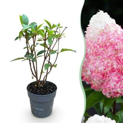 Green boutiQ - Gartenpflanze - Hydrangea panniculata Living Pink & Rose - Rispenhortensie - Winterhart - Rosa - 1 Pflanze - Topf 12cm - Höhe 20-30cm 