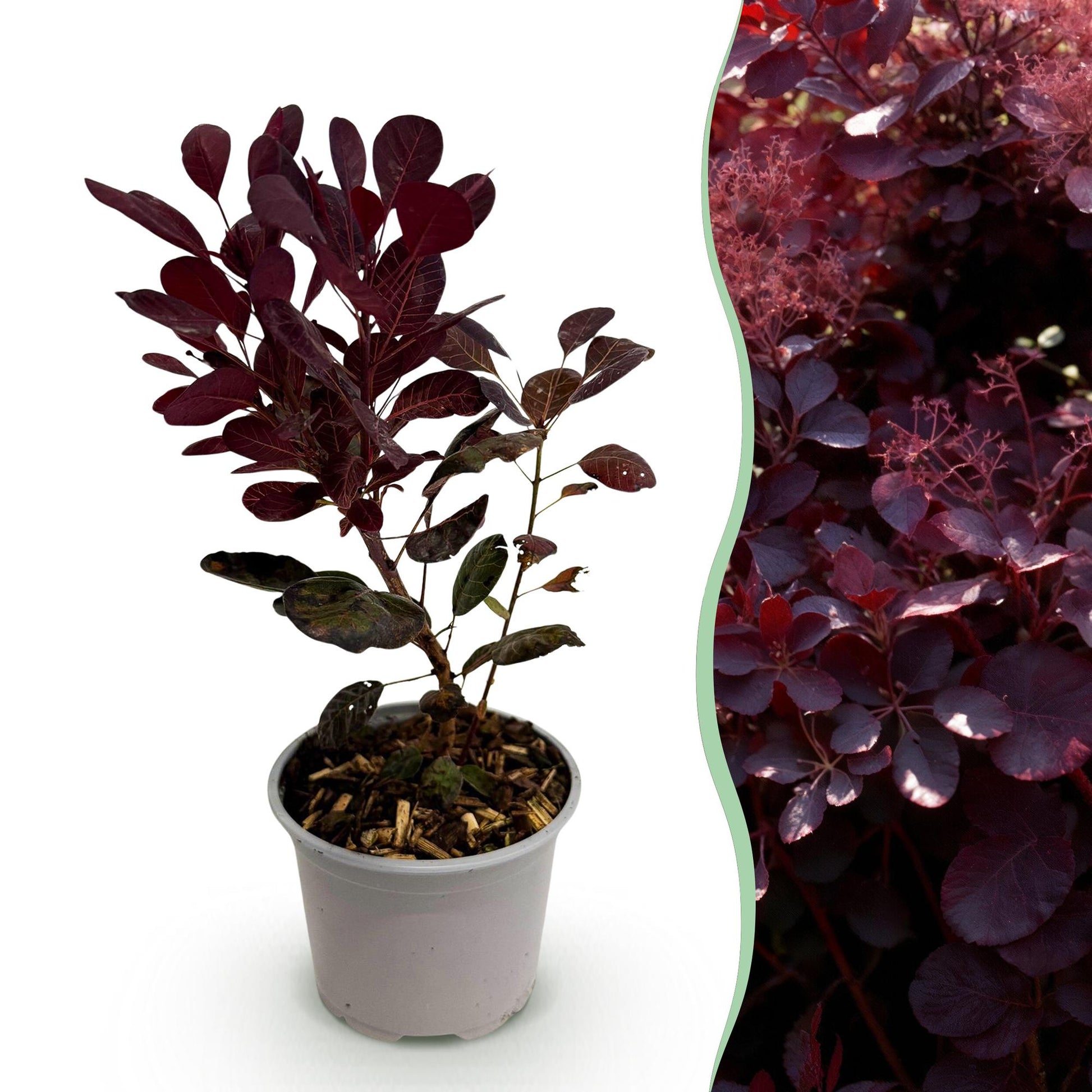 GreenboutiQ - Gartenpflanze - Cotinus coggyria Lilla - Lila 1 Pflanze - Laubabwerfend - Wenig Pflege - Topf 12cm Höhe 35cm 