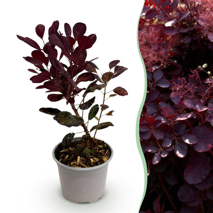 GreenboutiQ - Gartenpflanze - Cotinus coggyria Lilla - Lila 1 Pflanze - Laubabwerfend - Wenig Pflege - Topf 12cm Höhe 35cm 