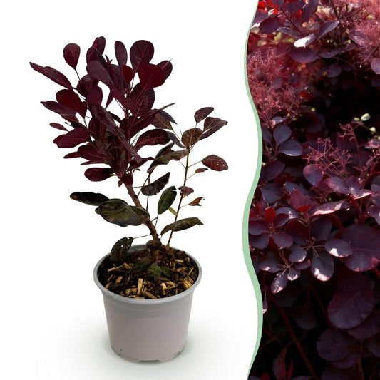 GreenboutiQ - Gartenpflanze - Cotinus coggyria Lilla - Lila 1 Pflanze - Laubabwerfend - Wenig Pflege - Topf 12cm Höhe 35cm 