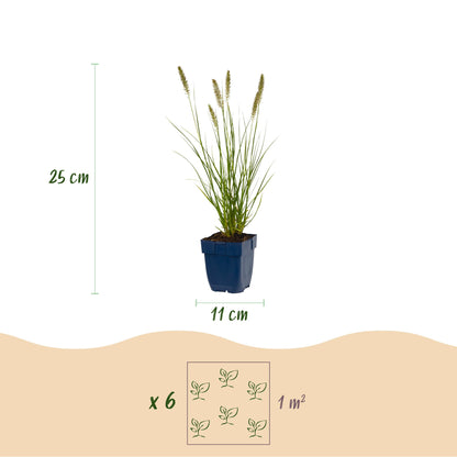 Lampenputzergras 'Hameln' – Pennisetum alopecuroides 'Hameln' – Topf Ø11cm – Bienenfreundliche Staude für Garten & Balkon
