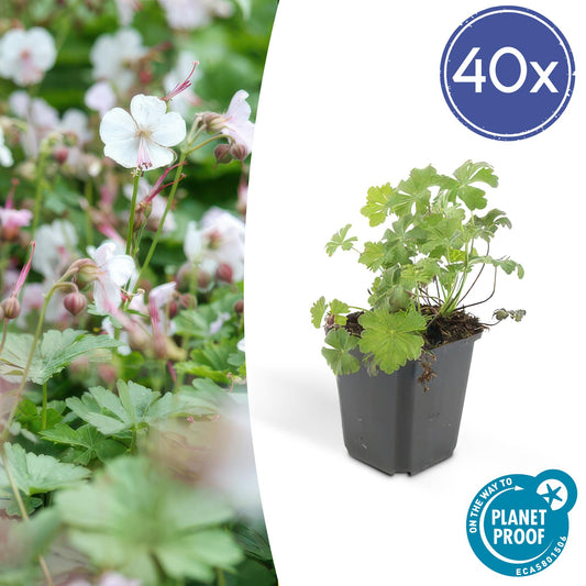 Cambridge Storchschnabel – Geranium cantabrigiense 'Biokovo' – ↕10-25 cm – Ø9 cm – 40 Pflanzen – Bodendecker – Weiß-Rosa Blüten – Pflegeleicht – Wurzelausläufer
