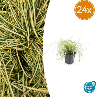 Carex oshimensis 'Evergold' – 24 Pflanzen – ↕10-25cm – Ø9cm – Winterhartes Ziergras – Goldgrünes Laub – Pflegeleicht – Für Schattige Bereiche 