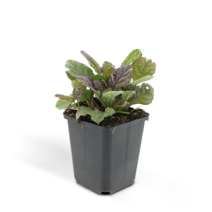 Ajuga reptans 'Burgundy Glow' – 48 Pflanzen – ↕10-25cm – Ø9cm – Bodendecker – Mehrfarbiges Laub – Winterhart & Pflegeleicht – Bienenfreundlich