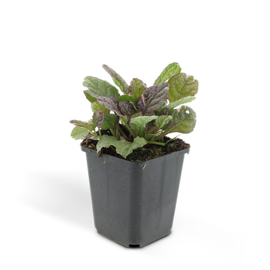 Ajuga reptans 'Burgundy Glow' – 48 Pflanzen – ↕10-25cm – Ø9cm – Bodendecker – Mehrfarbiges Laub – Winterhart & Pflegeleicht – Bienenfreundlich