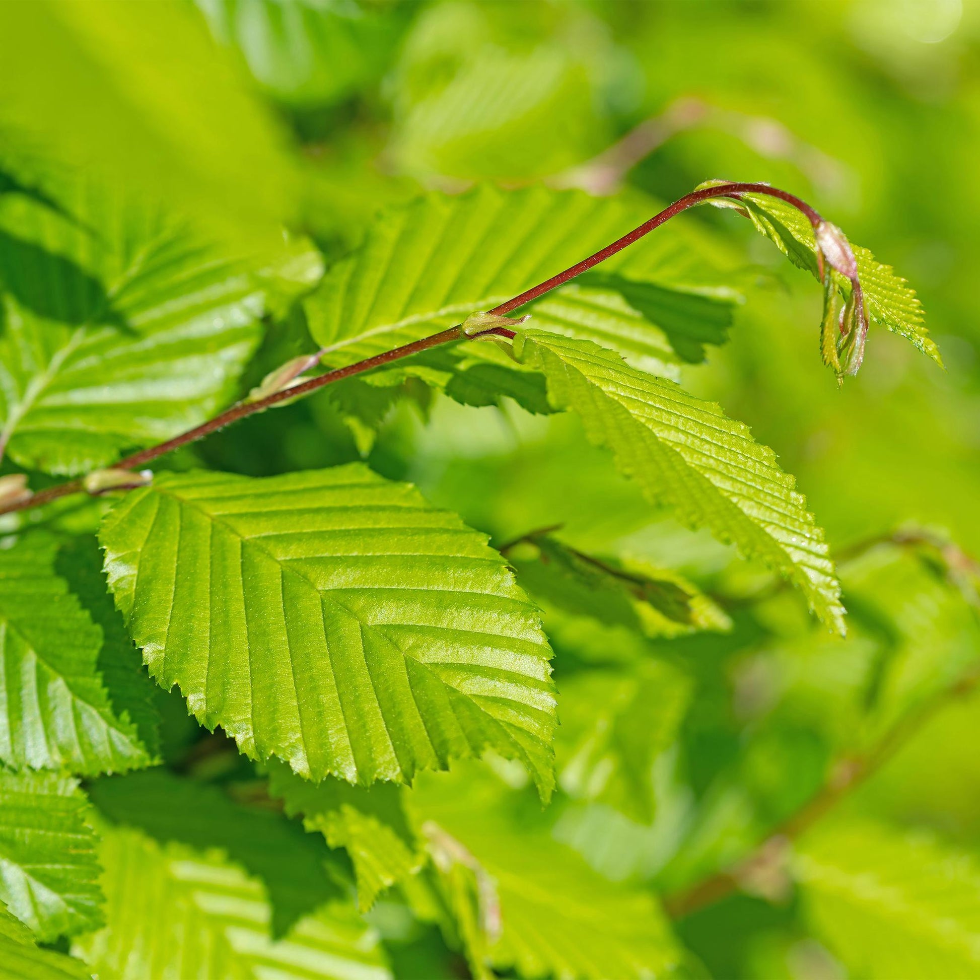 Gemeine Hainbuche Carpinus betulus – Heckenpflanze – 6 Pflanzen – 1 laufender Meter – 17 cm – Höhe 55 cm – Dichtes Laub – Privatsphäre 