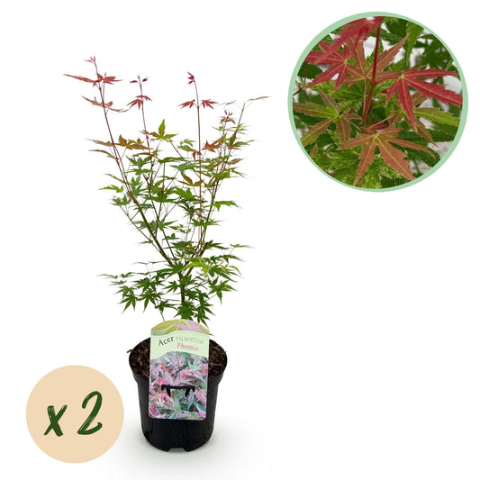 Japanischer Ahorn – Acer palmatum 'Phoenix' – 2 Pflanzen – 70 cm hoch – Ø19cm – leuchtend rot-orange – Balkon- & Gartenpflanze 