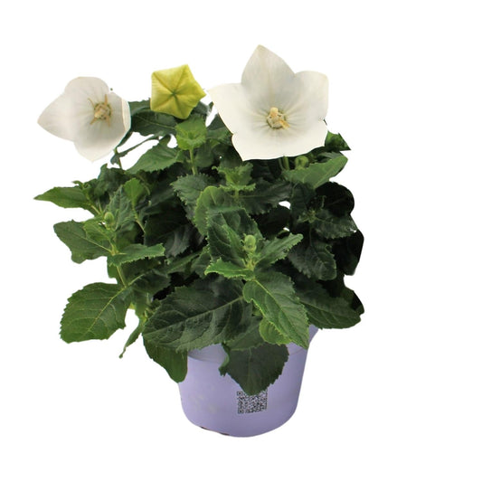 Ballonblume – Platycodon White – Zimmerpflanze – Ø12cm – ↕22cm – Weiße Blüte mit ballonförmiger Knospe – Pflegeleicht & dekorativ – Für Innen- & Außenbereiche 