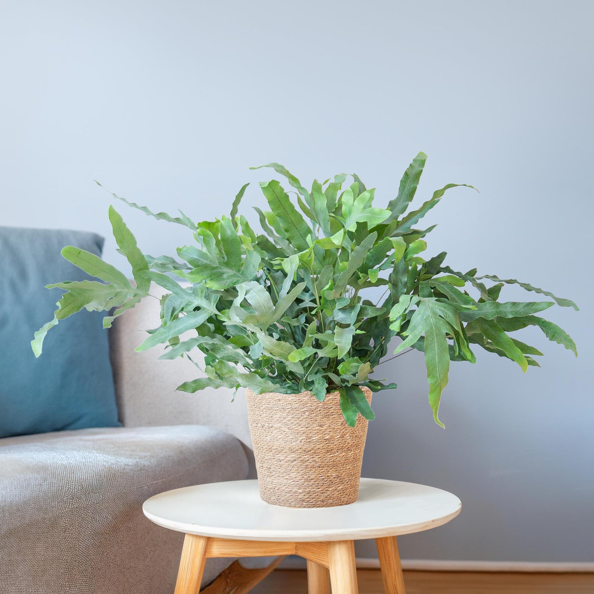 Phlebodium Aureum ‘Blue Star’ – Blauer Tüpfelfarn – Zimmerpflanze inkl. Korb Sofia natur – Höhe 40 cm – Ø17 cm – Pflegeleicht & dekorativ 