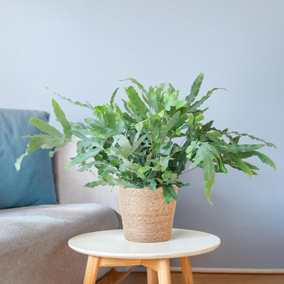 Phlebodium Aureum ‘Blue Star’ – Blauer Tüpfelfarn – Zimmerpflanze inkl. Korb Sofia natur – Höhe 40 cm – Ø17 cm – Pflegeleicht & dekorativ 