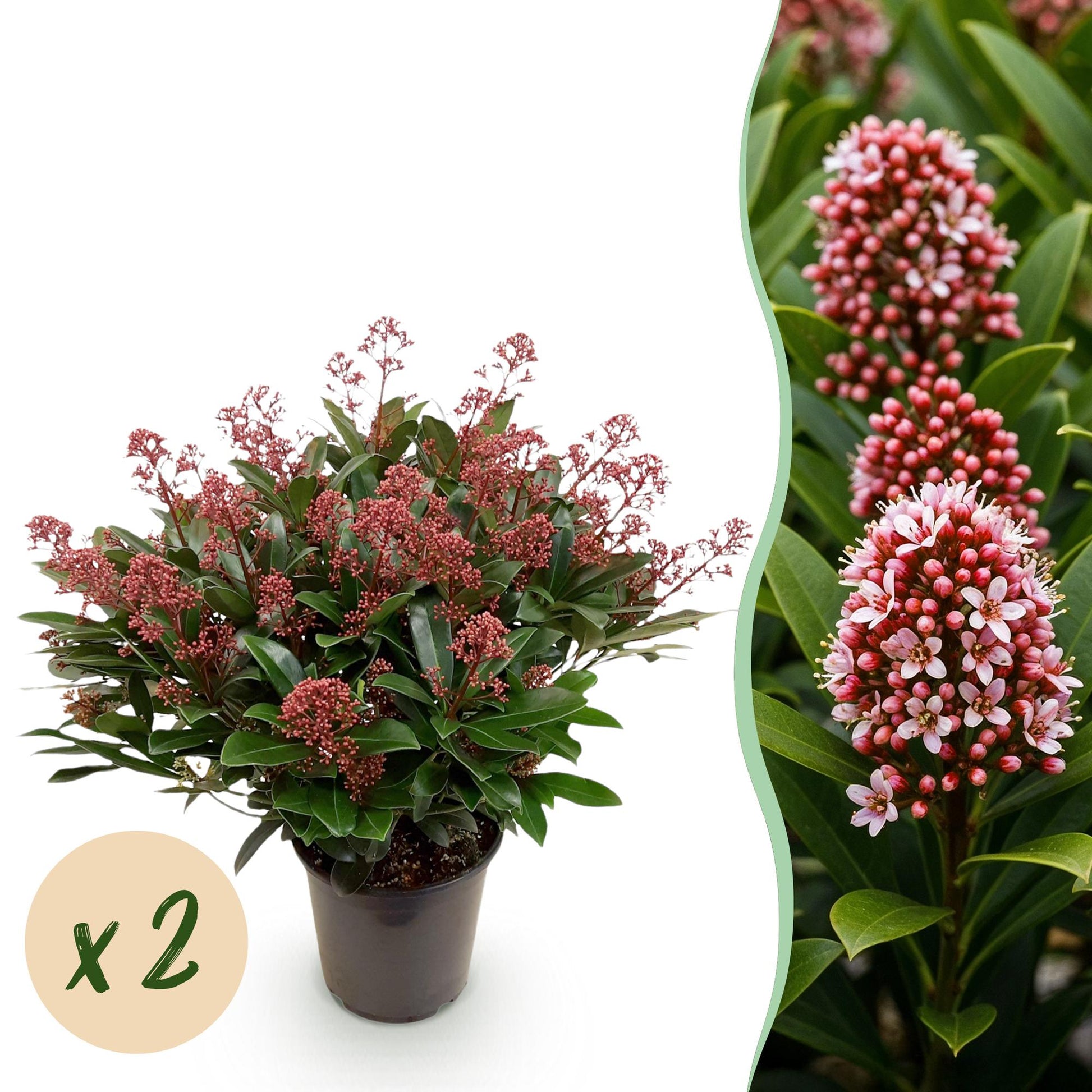 GreenboutiQ - Terrassenpflanze - Skimmia japonica Rubella - Blüte Rot - 40+ Blüten - 2 Pflanzen - Winterhart - Topf 19cm Höhe 60cm 