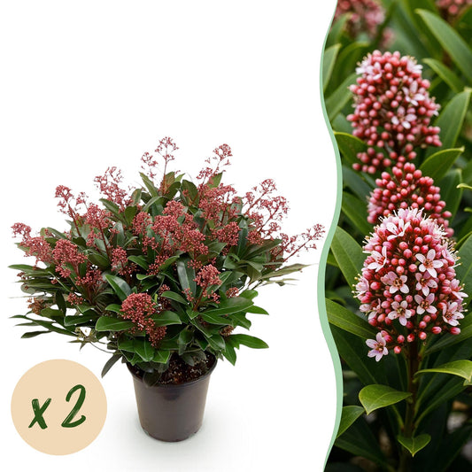 GreenboutiQ - Terrassenpflanze - Skimmia japonica Rubella - Blüte Rot - 40+ Blüten - 2 Pflanzen - Winterhart - Topf 19cm Höhe 60cm 