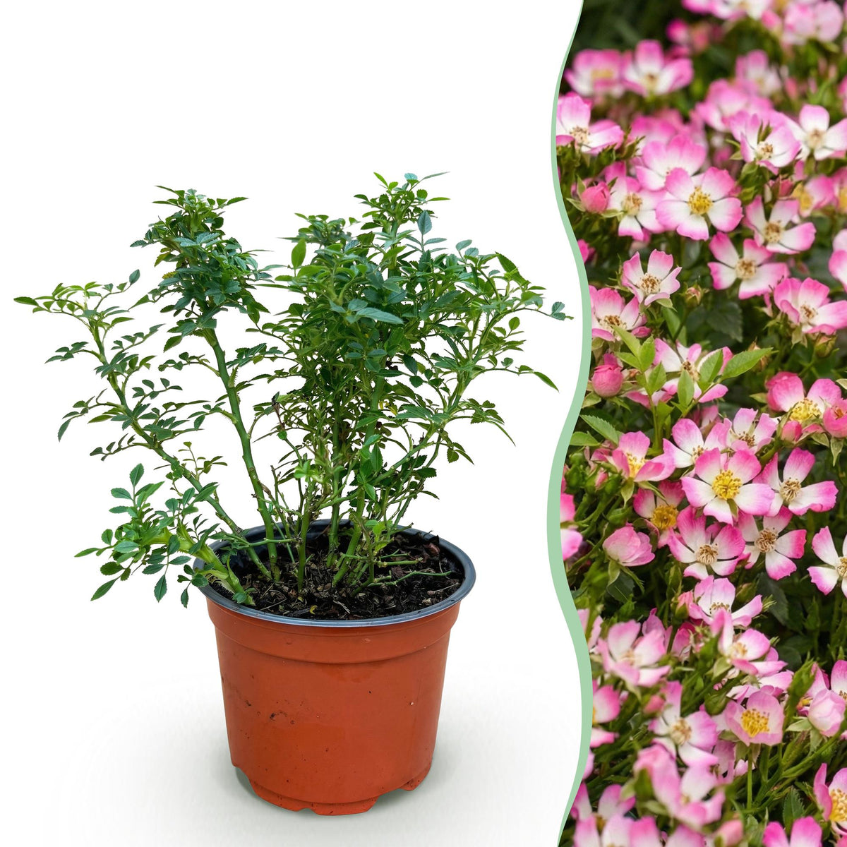 Green boutiQ - Gartenrose - Rosa Cutie Pie - Rose - Winterhart - Rosa - 1 Pflanze - Topf 12cm - Höhe 20-25cm 