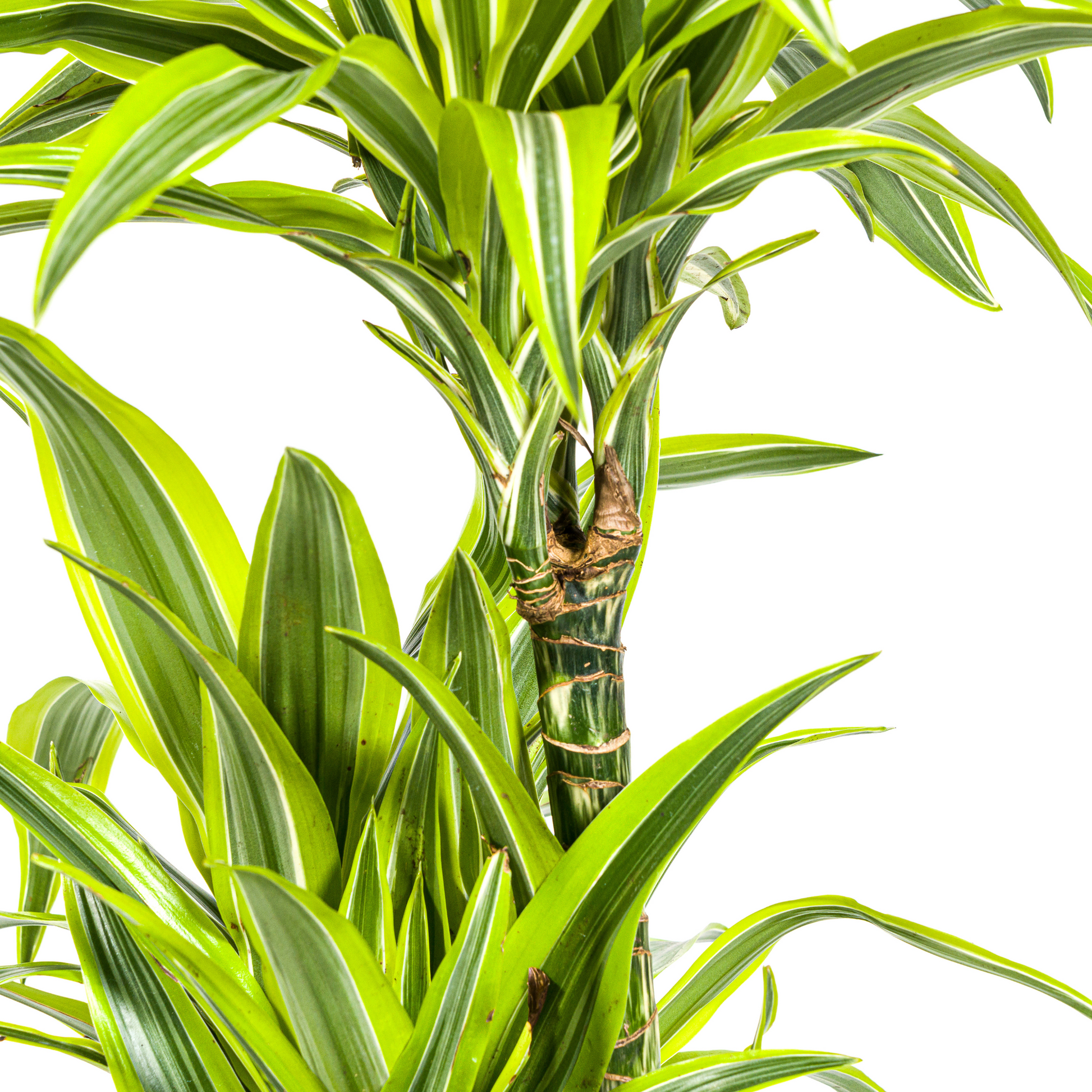 Dracaena Deremensis Lemon Lime mit Korb Ø24cm - ↕130 - 150cm 