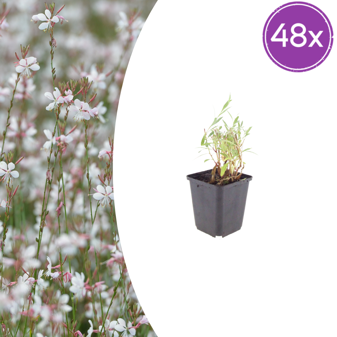 Gaura lindheimeri Prachtkerze – 48 Pflanzen – Ø9cm – Höhe 10-25cm – Sommerblüher mit langer Blütezeit – Winterharte Staude für Beet, Präriegarten & Kübel