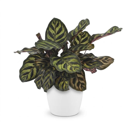 Pfauenpflanze – Calathea makoyana – Topf Ø12cm – Höhe 25cm – mit weißem Dekotopf – Dekorative Zimmerpflanze – Ansicht 2