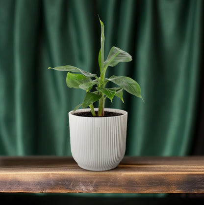 Bananenpflanze – Musa Tropicana – Zimmerpflanze – Ø12cm – ↕27cm – Tropisches Flair für Innenräume – Pflegeleicht 