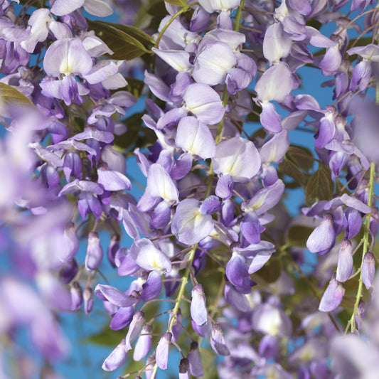 Blauregen Wisteria floribunda Prolific – Kletterpflanze – Blüte Blau – Duftend – Schnellwachsend – 11cm Höhe 40cm – Für Pergolen & Zäune 