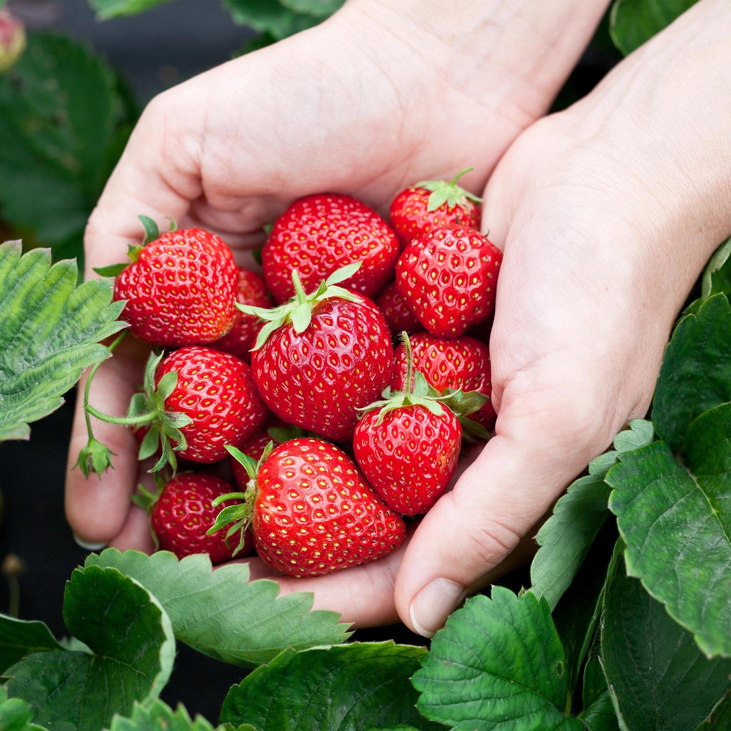 Erdbeerpflanzen Fragaria Elsanta winterhart 6 Pflanzen Höhe 30cm Ø9cm – Rote Erdbeere für Beet Balkon & Topf – Ertragreiche Obstpflanze mit süßen Früchten 