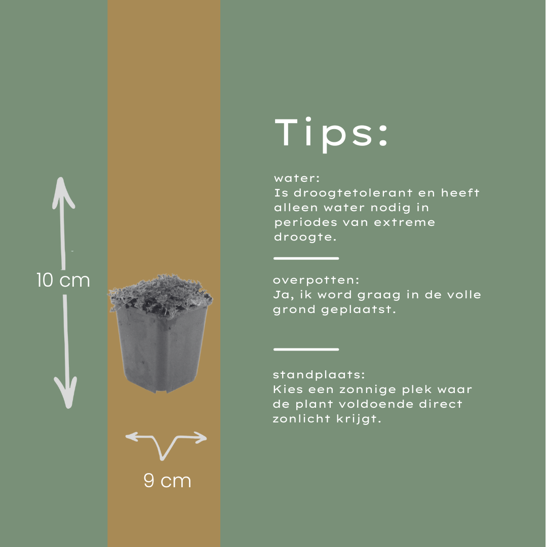 Thymian Thymus praecox Albiflorus Bodendecker – 12 Pflanzen – Ø9cm – Höhe 10-25cm – Weiß blühender Polsterthymian – Winterhart – Für Steingarten & Beet - Oasis of Life