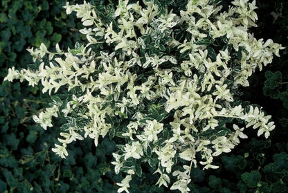 Kriechspindel – Euonymus fortunei 'Harlequin' – ↕10-25 cm – Ø9 cm – 60 Pflanzen – Buntlaubiger Bodendecker – Winterhart & pflegeleicht – Sonne & Schatten