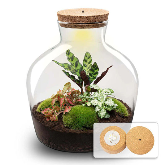 Flaschengarten – DIY Terrarium „Fat Joe Rot“ – Ø29 x H30 cm – Selbstversorgendes Pflanzterrarium mit Calathea, Fittonia & Moos – Nachhaltiges Zimmergarten-Set