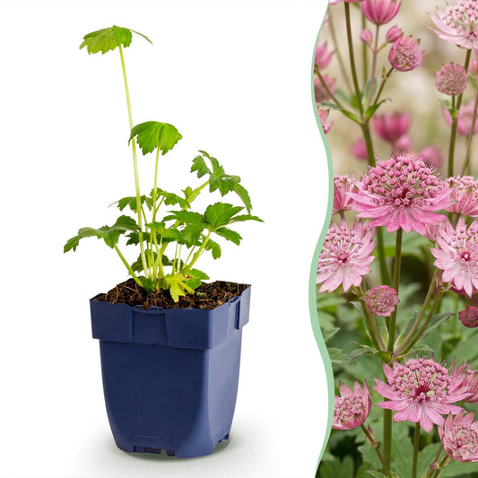 Sterndolde – Astrantia major – 6 Pflanzen – Topf Ø11cm – Bienenfreundliche Staude für Garten & Balkon