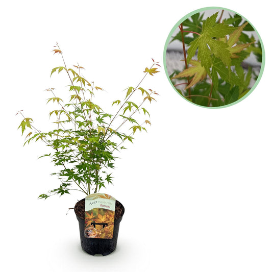 Japanischer Ahorn Acer palmatum 'Katsura' – Orange – Balkon- & Gartenpflanze – Ø19 cm – Ca. 70 cm hoch – Kompakter Zierahorn mit beeindruckendem Farbwechsel 