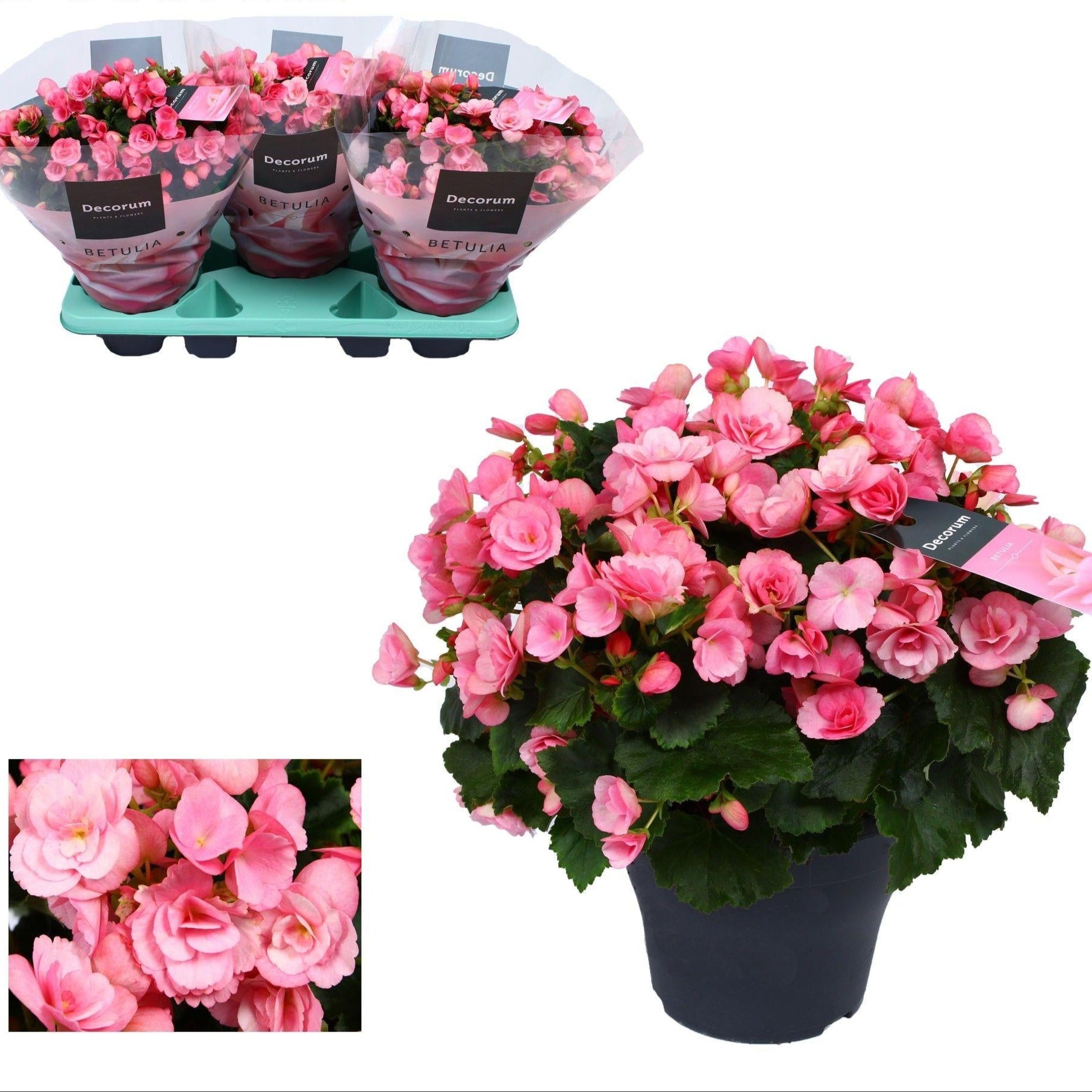 Freiland-Begonie Begonia Betulia 'Candy' Rosa – Ø19cm – ↕35cm – Blühfreudige Balkonpflanze – Für geschützte Außenbereiche & helle Innenräume – Pflegeleicht 