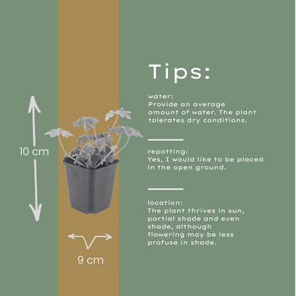 Geranium macrorrhizum Bevan's Variety – 6 Pflanzen – Ø9cm – Höhe 10-25cm – Winterharte Bodendecker Staude – Rosa Blüten – Pflegeleicht für Beet & Garten