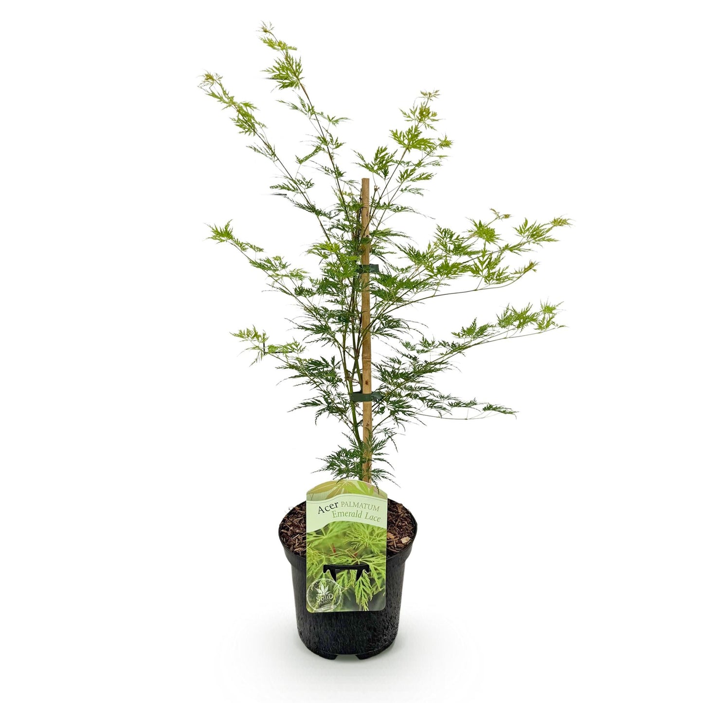 Japanischer Ahorn – Acer palmatum 'Emerald Lace' – Balkonpflanze – ca. 70 cm hoch – Topf Ø19 cm – feingeschnittenes grünes Laub, herbstliche Gold- & Rottöne – kompakt & pflegeleicht 