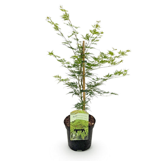 Japanischer Ahorn – Acer palmatum 'Emerald Lace' – Balkonpflanze – ca. 70 cm hoch – Topf Ø19 cm – feingeschnittenes grünes Laub, herbstliche Gold- & Rottöne – kompakt & pflegeleicht 