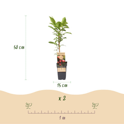 Green boutiQ - Fruit Plant - Actinidia deliciosa Ken's Red - Kiwi Plant - Female - Red Fruit - 2 Plants - Pot 15cm - Height 50cm 