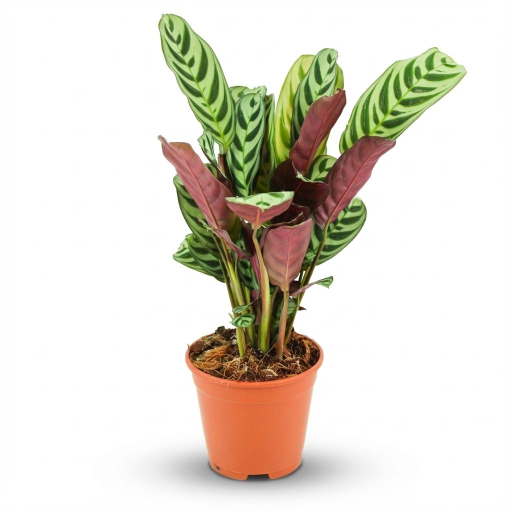 Korbmarante Ctenanthe Burle-Marxii Ø14cm Höhe35–40cm – Gebetspflanze mit Fischgrätenmuster – Dekorative Zimmerpflanze für Wohnraum & Büro – Luftfeuchteliebend 