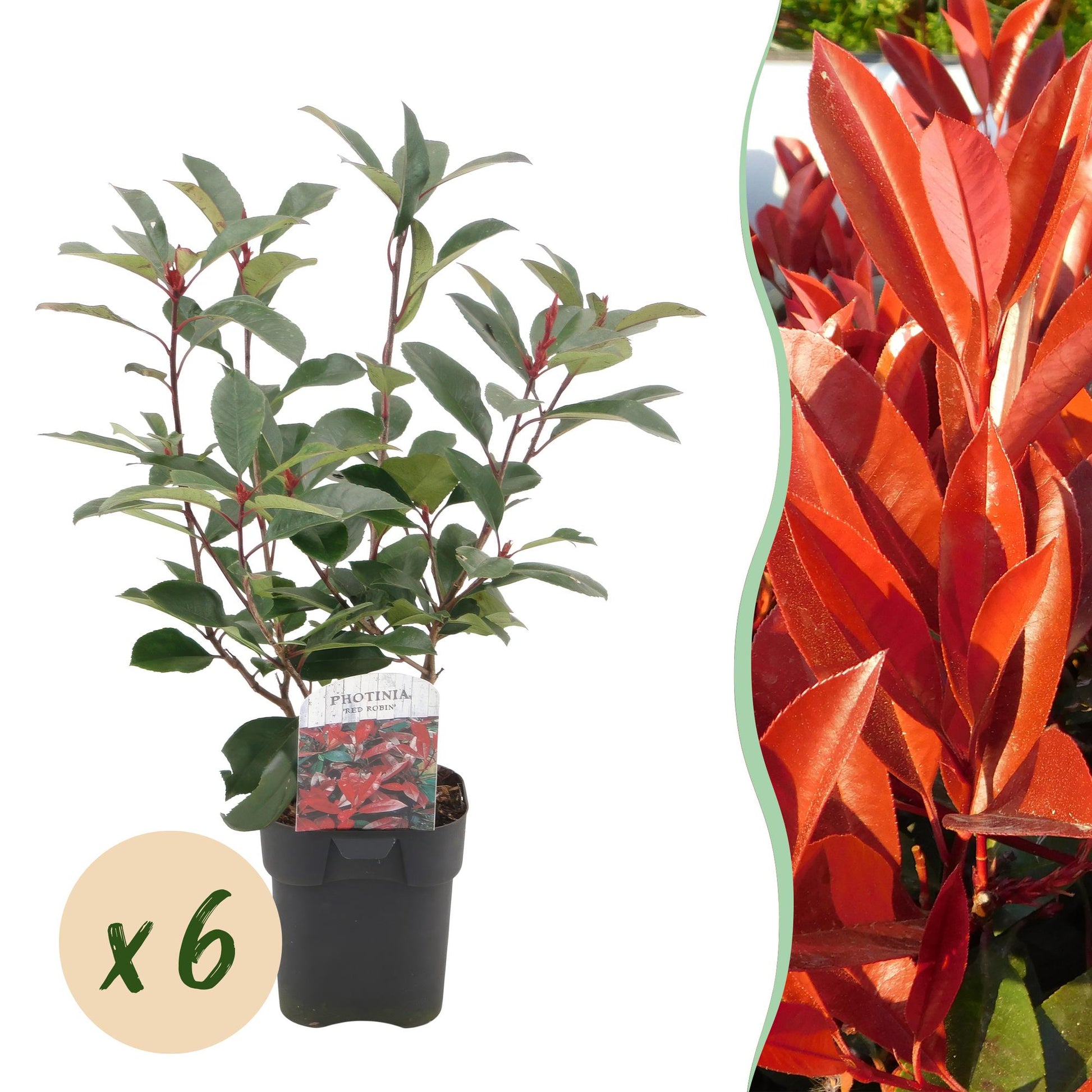 Frasers Glanzmispel - Photinia fraseri Red Robin - grün rot - 6 Pflanzen - Heckenpflanze - 1 laufender Meter - immergrün - Topf 17cm Höhe 55cm 