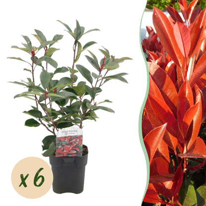 Frasers Glanzmispel - Photinia fraseri Red Robin - grün rot - 6 Pflanzen - Heckenpflanze - 1 laufender Meter - immergrün - Topf 17cm Höhe 55cm 