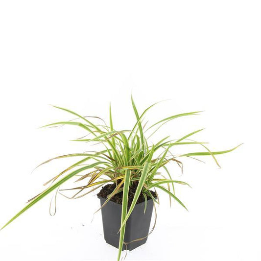 Carex morrowii 'Aureovariegata' – Japan-Segge – 48 Pflanzen – gelb-grün panaschiertes Ziergras – Ø9cm – ↕10–25cm – schattentolerant – winterhart – pflegeleicht 